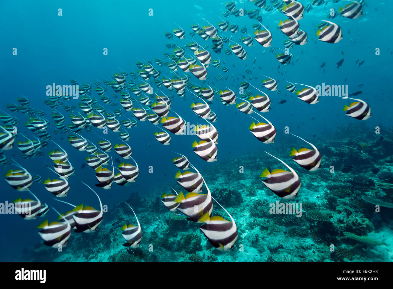 Schule der Ausbildung Bannerfish (Heniochus Diphreutes) über ein Korallenriff, Indischer Ozean, Embudu, Süd-Malé-Atoll, Malediven Stockfoto