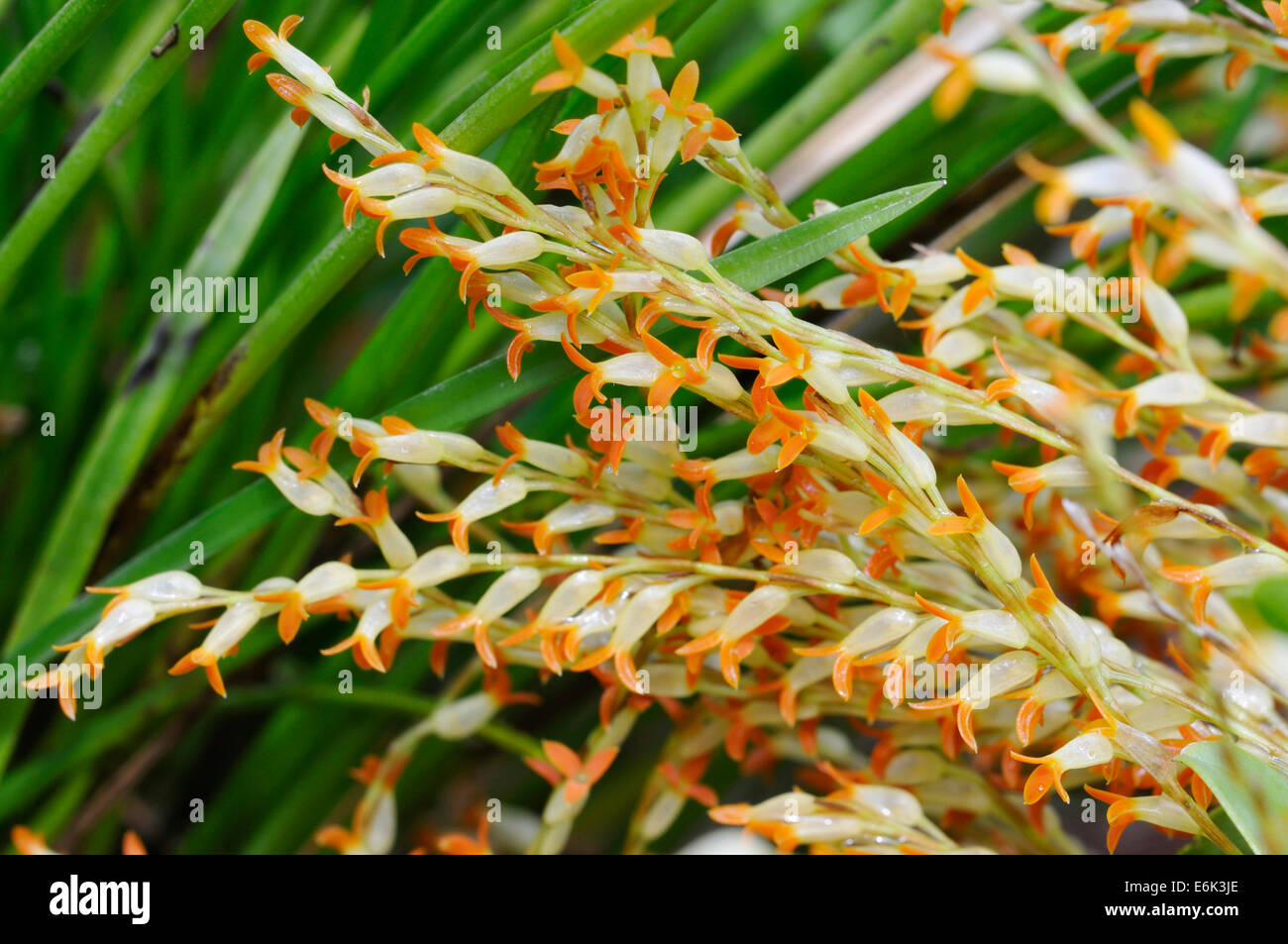 Rohr-Forming Physosiphon Orchidee - Stelis emarginata Stockfoto