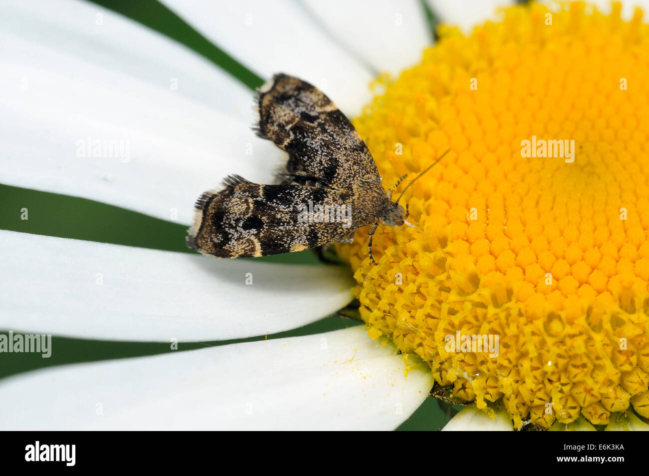 Brennnessel-Tap - Anthophila Fabriciana Micro-Motte auf Ox Auge Daisy - Leucanthemum vulgare Stockfoto