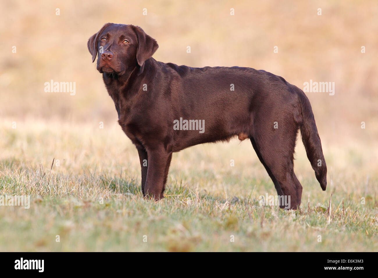 Chocolate Labrador Retriever, Rüde stehend in den Rasen, Deutschland Stockfoto