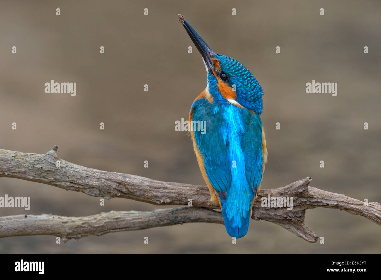 Eisvogel (Alcedo Atthis), männliche mit Ton an der Spitze seines Schnabels, Schwäbische Alb-Biosphären-Reservat, Baden-Württemberg, Deutschland Stockfoto