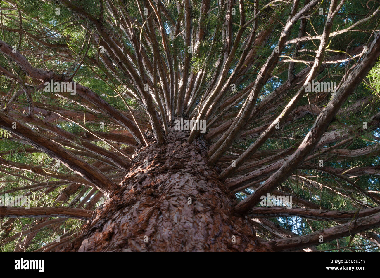 Oben ein Riesenmammutbaum (Sequoiadendron Giganteum), Botanischer Garten, Frankfurt Am Main, Hessen, Deutschland Stockfoto