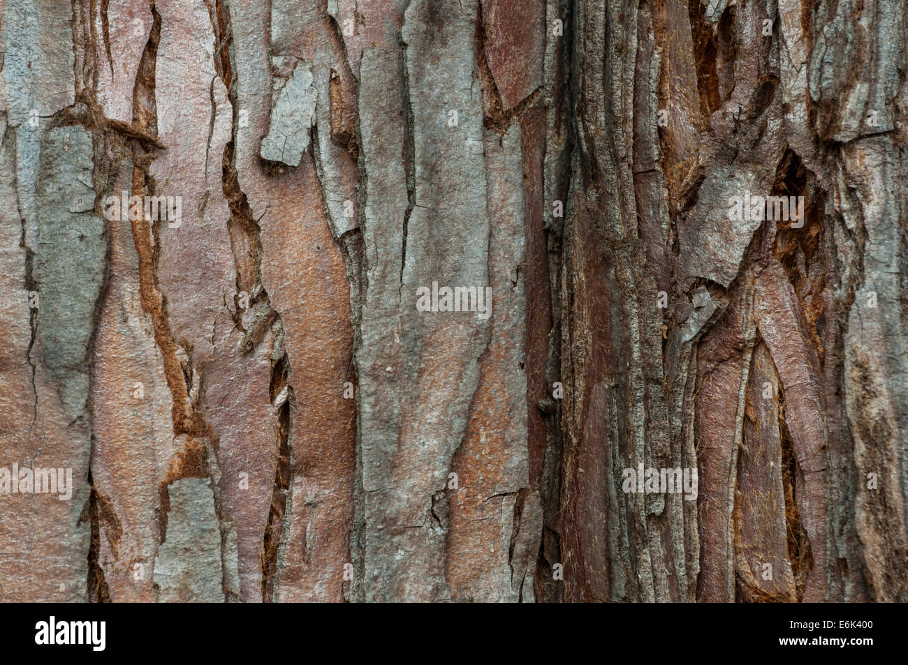 Rinde von einem Mammutbaum (Sequoiadendron Giganteum), ursprünglich aus Kalifornien, Botanischer Garten, Frankfurt Am Main, Hessen, Deutschland Stockfoto