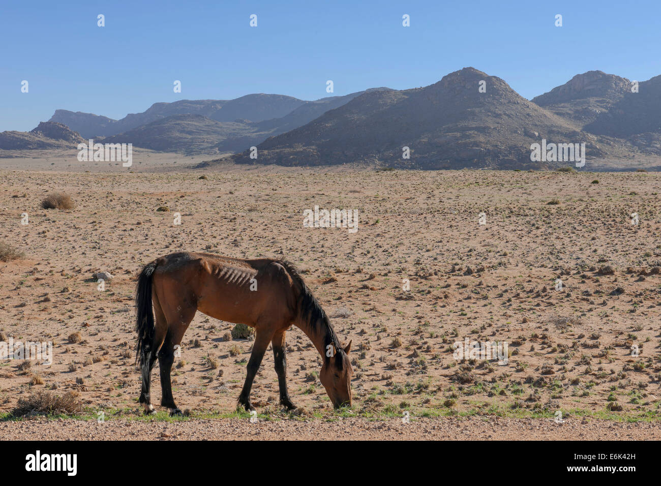 Wildpferde in der Namib-Wüste, ein Nachkomme von Pferden von der deutschen Kolonialzeit Schutz zwingen in Deutsch-Südwestafrika Stockfoto