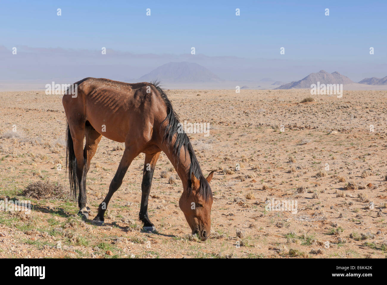 Wildpferde in der Namib-Wüste, ein Nachkomme von Pferden von der deutschen Kolonialzeit Schutz zwingen in Deutsch-Südwestafrika Stockfoto