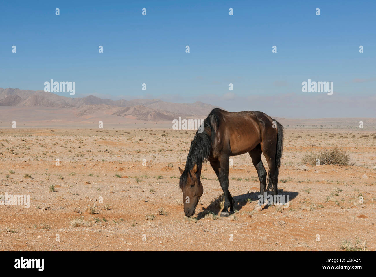 Wildpferde in der Namib-Wüste, ein Nachkomme von Pferden von der deutschen Kolonialzeit Schutz zwingen in Deutsch-Südwestafrika Stockfoto
