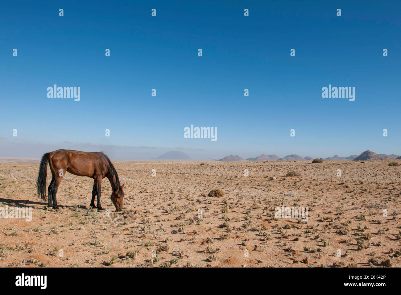 Wildpferde in der Namib-Wüste, ein Nachkomme von Pferden von der deutschen Kolonialzeit Schutz zwingen in Deutsch-Südwestafrika Stockfoto