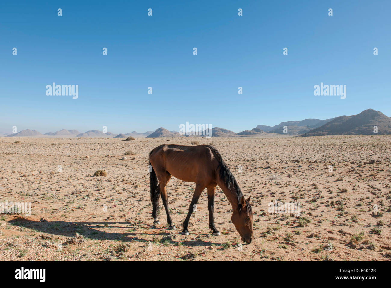 Wildpferde in der Namib-Wüste, ein Nachkomme von Pferden von der deutschen Kolonialzeit Schutz zwingen in Deutsch-Südwestafrika Stockfoto