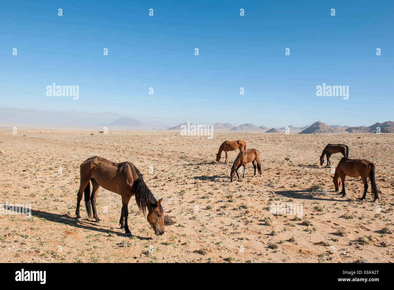 Wildpferde in der Namib-Wüste, Nachkommen der Pferde von den deutschen kolonialen Schutz zwingen in Deutsch-Südwestafrika Stockfoto