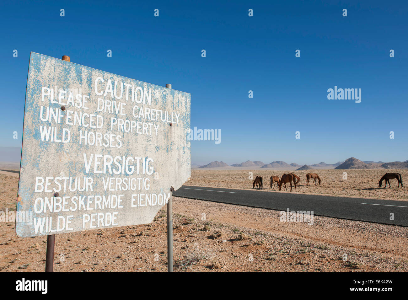 Warn- und wilde Pferde in der Namib-Wüste, Nachkommen der Pferde der deutschen koloniale Schutztruppe in Deutsch-Südwest Stockfoto