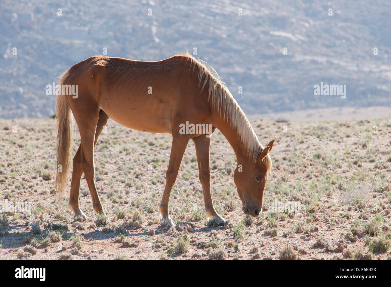 Wildpferde in der Namib-Wüste, ein Nachkomme von Pferden von der deutschen Kolonialzeit Schutz zwingen in Deutsch-Südwestafrika Stockfoto