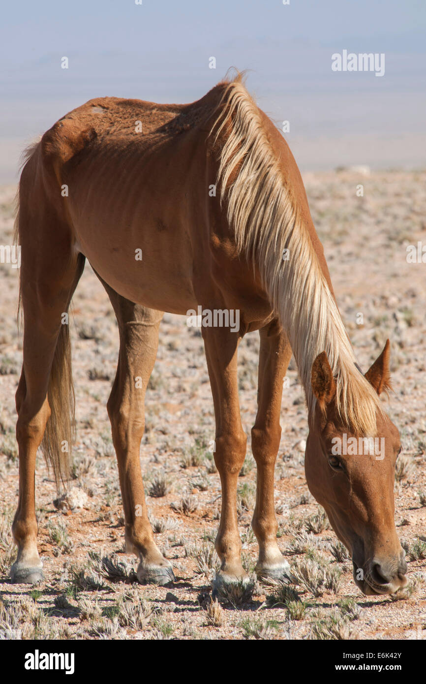 Wildpferde in der Namib-Wüste, ein Nachkomme von Pferden von der deutschen Kolonialzeit Schutz zwingen in Deutsch-Südwestafrika Stockfoto
