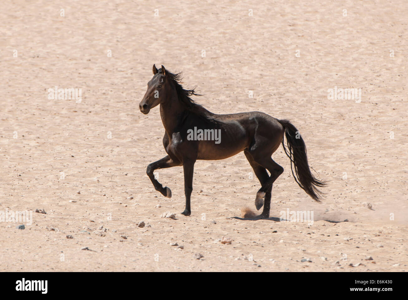 Wildpferde in der Namib-Wüste, ein Nachkomme von Pferden von der deutschen Kolonialzeit Schutz zwingen in Deutsch-Südwestafrika Stockfoto
