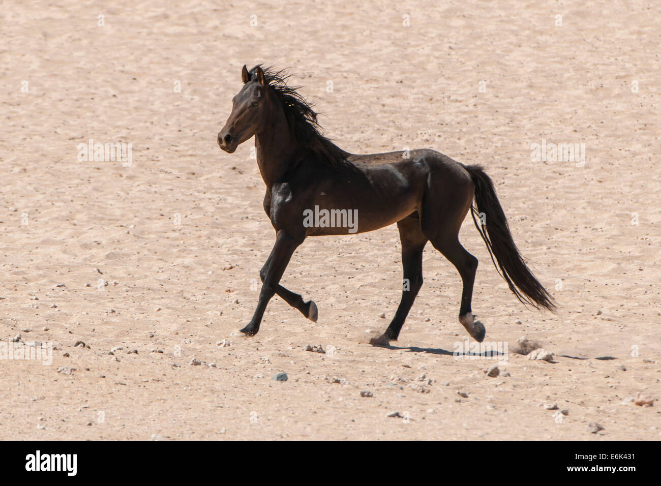 Wildpferde in der Namib-Wüste, ein Nachkomme von Pferden von der deutschen Kolonialzeit Schutz zwingen in Deutsch-Südwestafrika Stockfoto