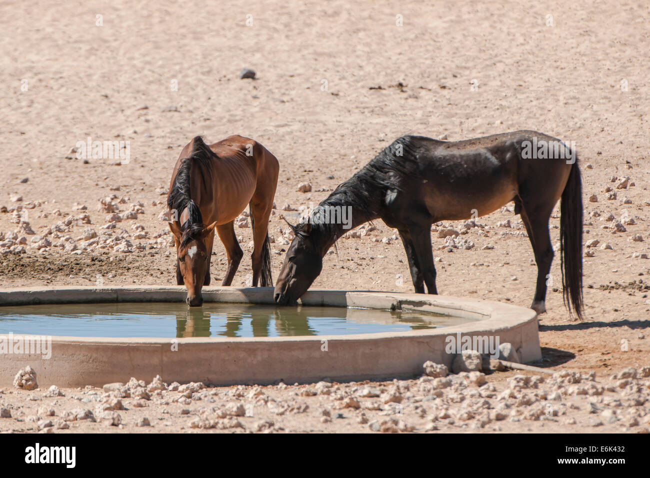 Wildpferde in einem Bewässerung Pool in der Namib-Wüste, zwingen Nachkommen der Pferde von den deutschen kolonialen Schutz in deutscher Sprache Stockfoto
