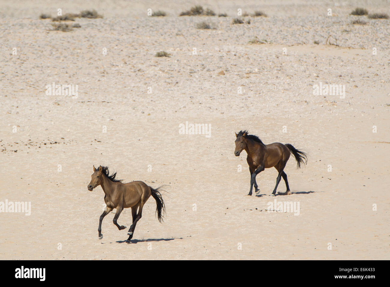 Wildpferde in der Namib-Wüste, Nachkommen der Pferde von den deutschen kolonialen Schutz zwingen in Deutsch-Südwestafrika Stockfoto