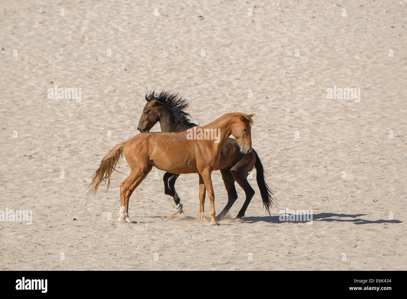 Wildpferde in der Namib-Wüste, Nachkommen der Pferde von den deutschen kolonialen Schutz zwingen in Deutsch-Südwestafrika Stockfoto