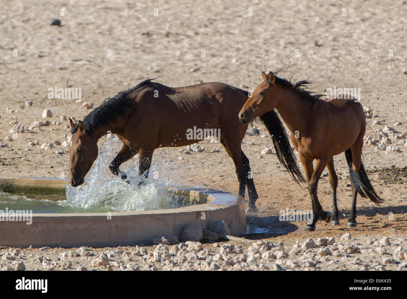 Wildpferde in einem Bewässerung Pool in der Namib-Wüste, zwingen Nachkommen der Pferde von den deutschen kolonialen Schutz in deutscher Sprache Stockfoto