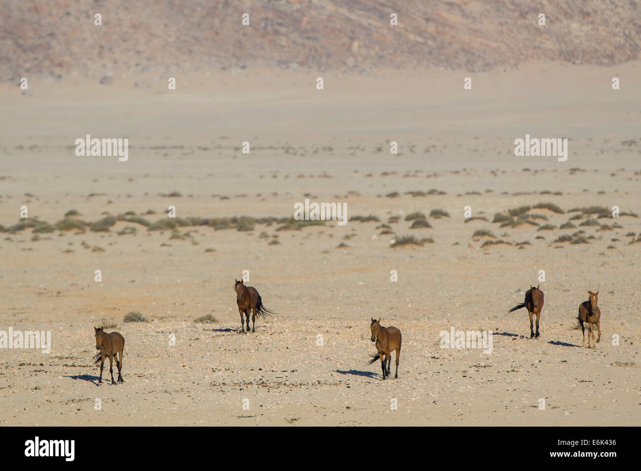 Wildpferde in der Namib-Wüste, Nachkommen der Pferde von den deutschen kolonialen Schutz zwingen in Deutsch-Südwestafrika Stockfoto
