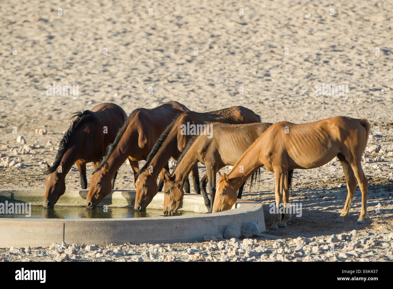 Wildpferde in einem Bewässerung Pool in der Namib-Wüste, zwingen Nachkommen der Pferde von den deutschen kolonialen Schutz in deutscher Sprache Stockfoto