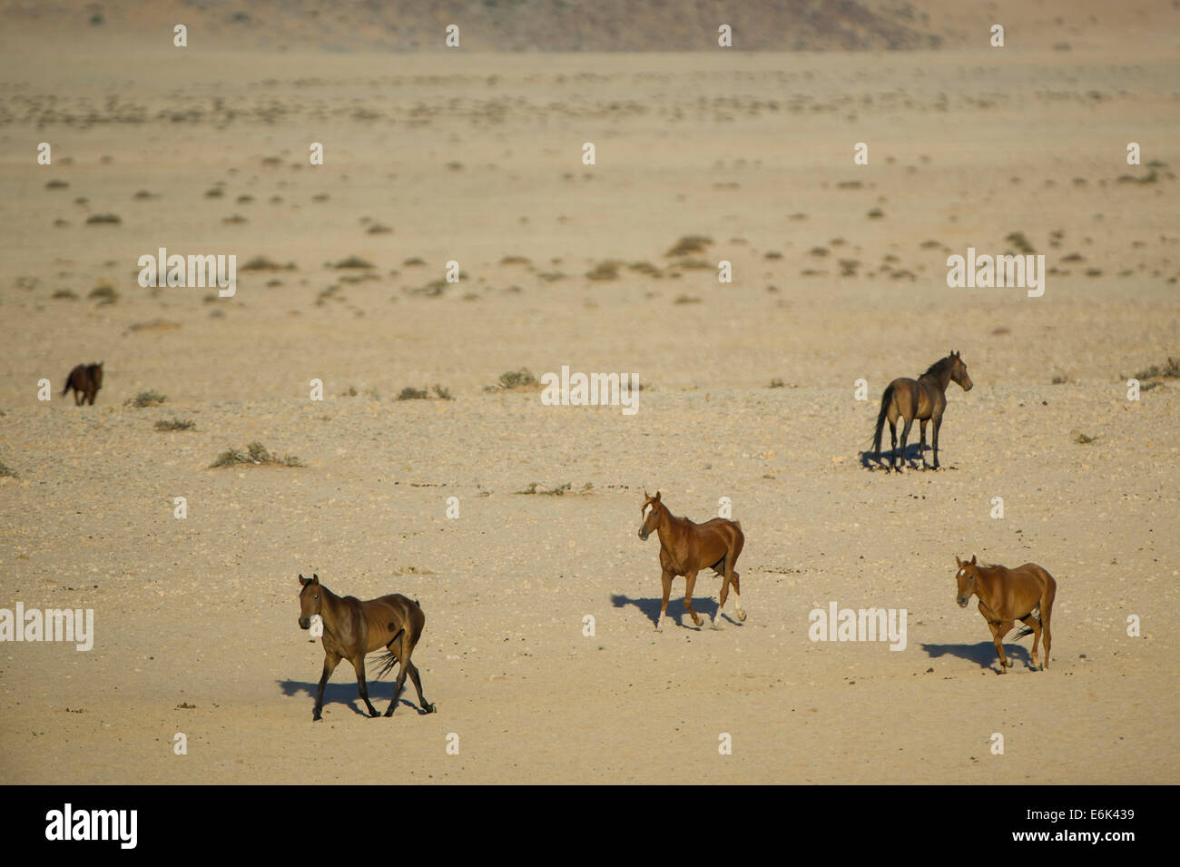 Wildpferde in der Namib-Wüste, Nachkommen der Pferde von den deutschen kolonialen Schutz zwingen in Deutsch-Südwestafrika Stockfoto