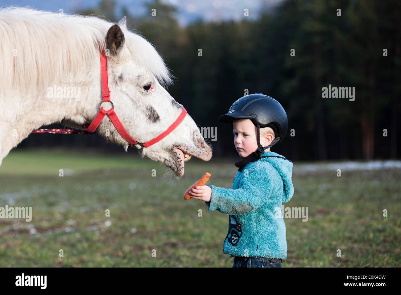Junge Kind trägt einen Reithelm Fütterung ein Pony, grau, Tirol, Österreich Stockfoto