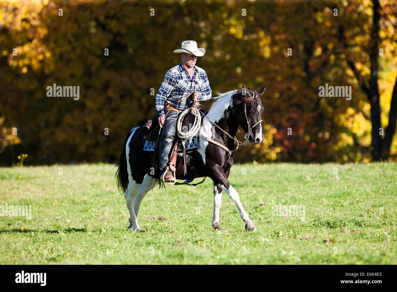 Cowboy im Galopp mit einer schwarzen Tobiano American Paint Horse, auf einer Wiese im Herbst, Nord-Tirol, Österreich Stockfoto