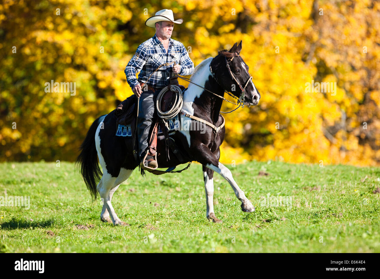 Cowboy im Galopp mit einer schwarzen Tobiano American Paint Horse, auf einer Wiese im Herbst, Nord-Tirol, Österreich Stockfoto
