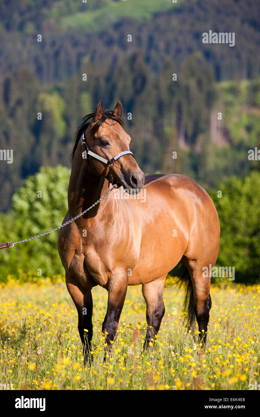 Quarter Horse tragen eine Show Halfter, Hengst, Wildleder, stehend auf einer blühenden Wiese, Nord-Tirol, Österreich Stockfoto