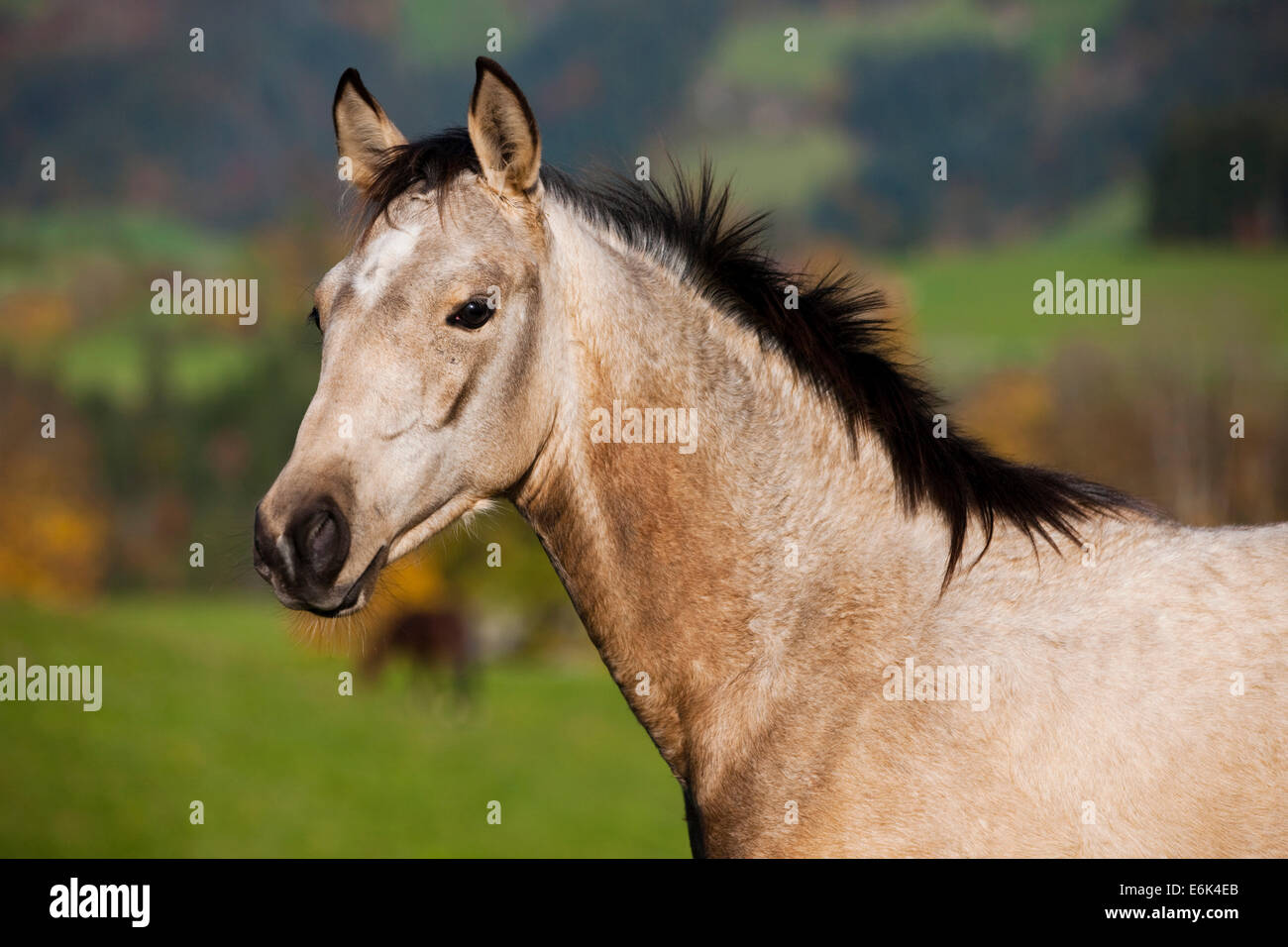 Quarter Horse Jährling, Wildleder, Nord-Tirol, Österreich Stockfoto