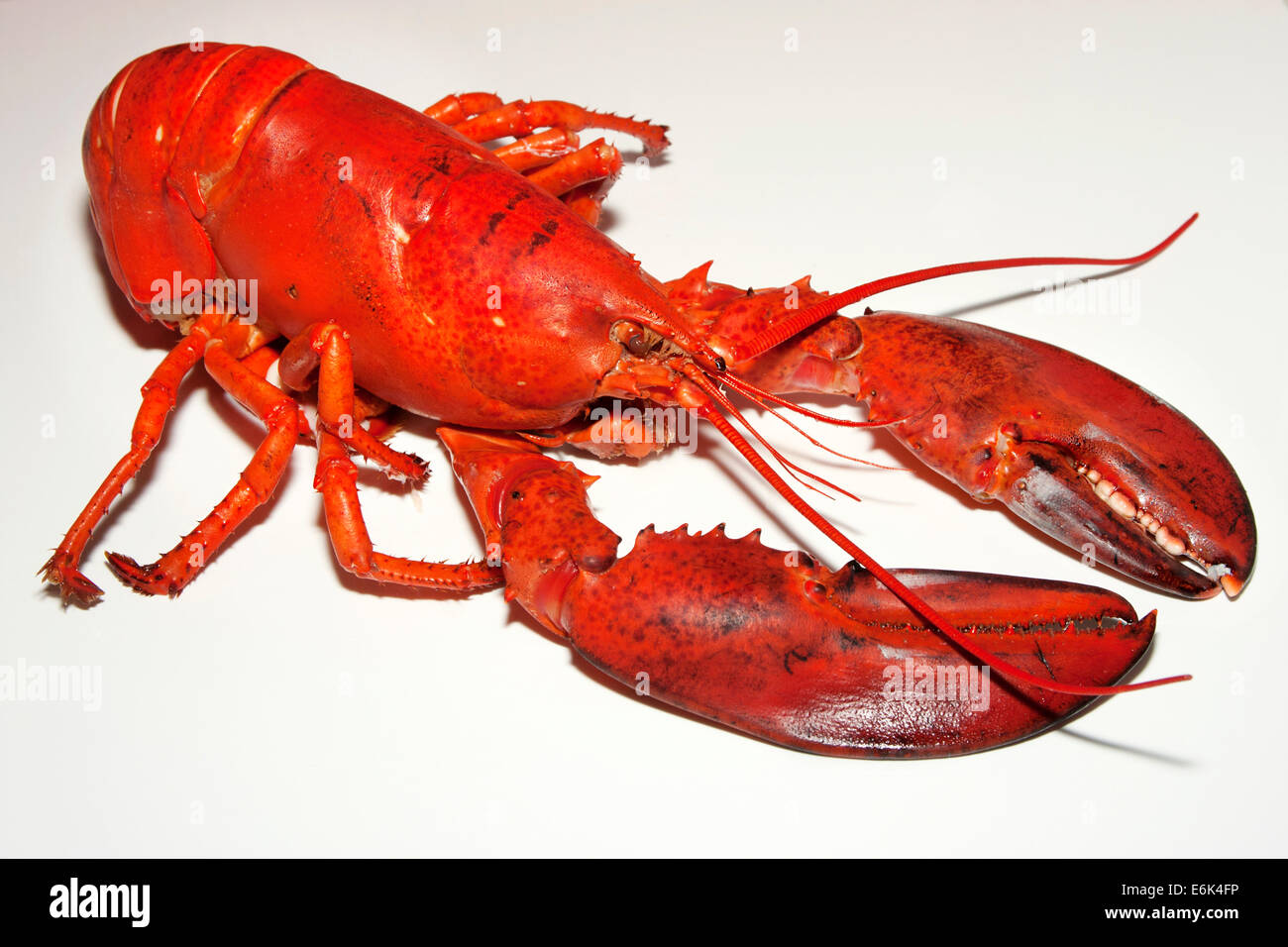 Gekochter Hummer Stockfoto