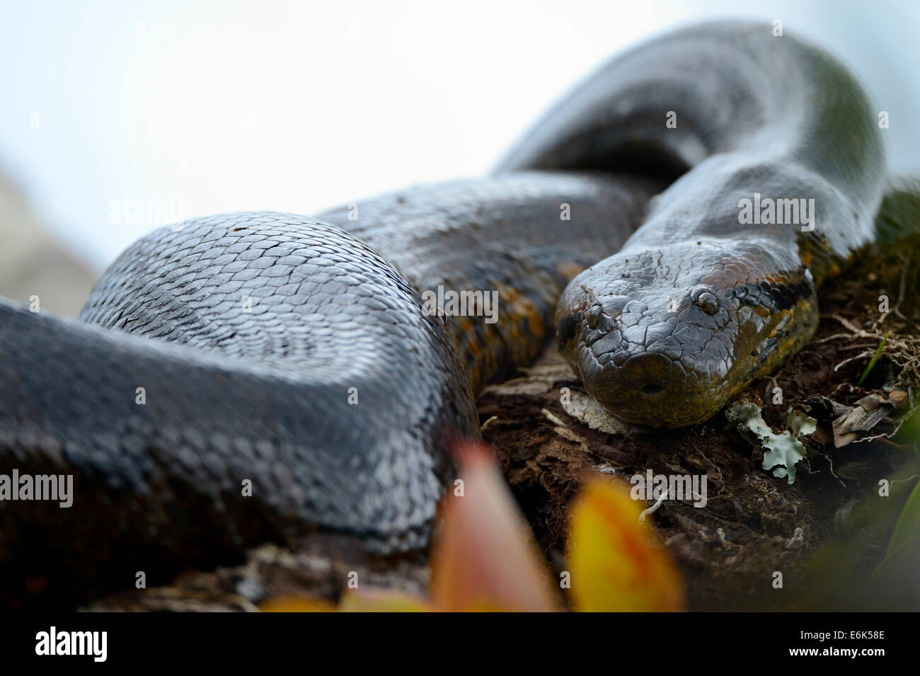 Eine große Anakonda oder grüne Anakonda (Eunectes Murinus), Cuyabeno Wildlife Reserve, Natur, Ecuador Stockfoto