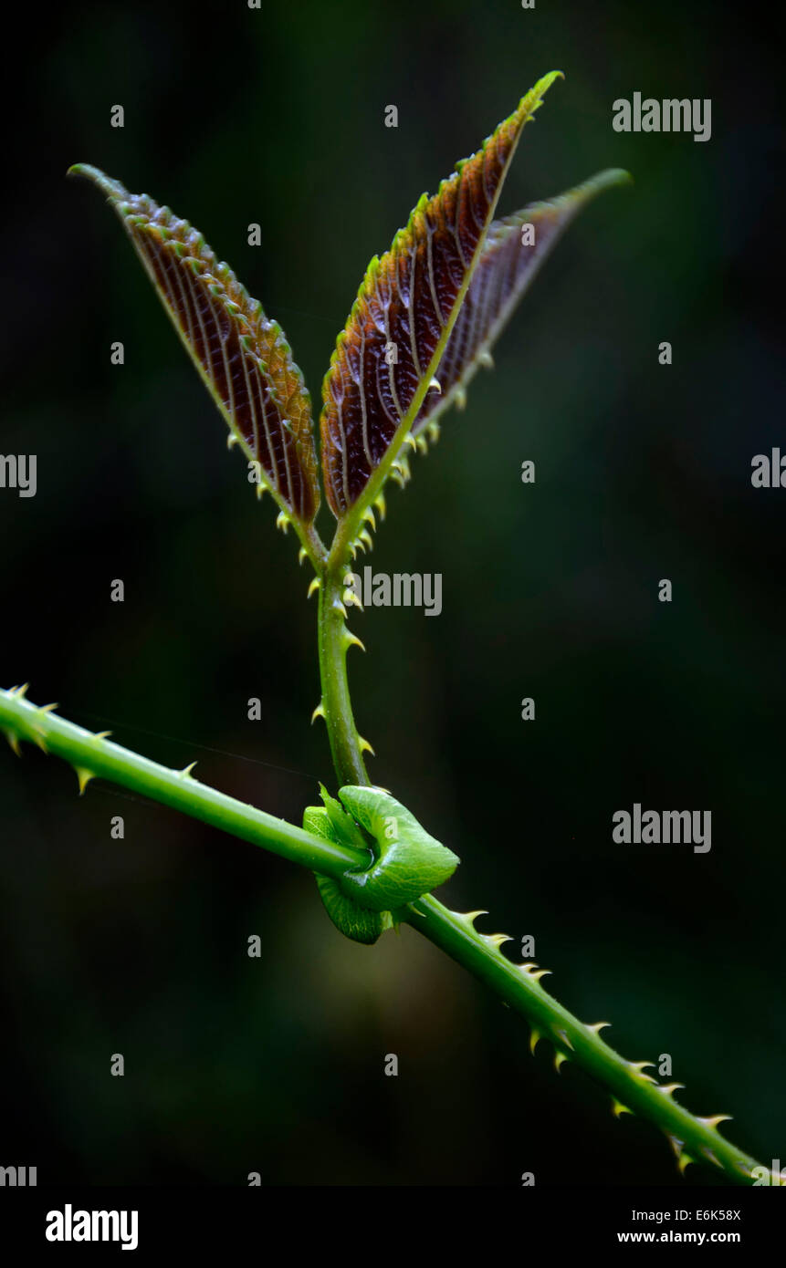 Pflanze Blatt, Amazonas-Regenwald, Cuyabeno Wildlife Reserve, Naturschutzgebiet, Ecuador Stockfoto