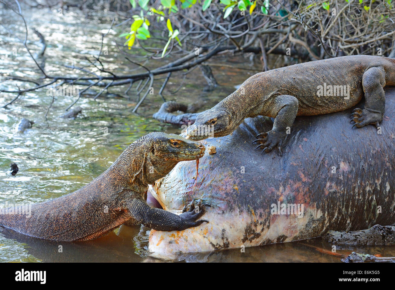 Komodo-Warane (Varanus Komodoensis) Fütterung auf den Kadaver eines Büffels starb das Mangrovengebiet, Rinca Island Stockfoto