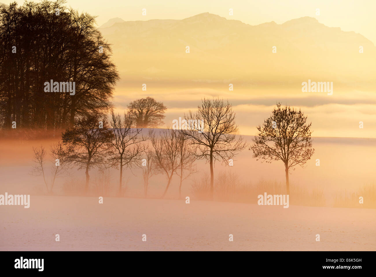 Bäume im Nebel, Kanton Aargau, Schweiz Stockfoto