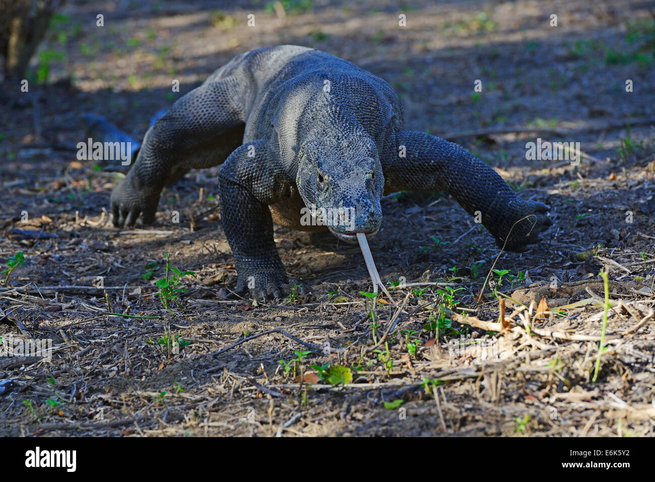 Komodo-Waran (Varanus Komodoensis), Rinca Insel Komodo National Park, Indonesien Stockfoto