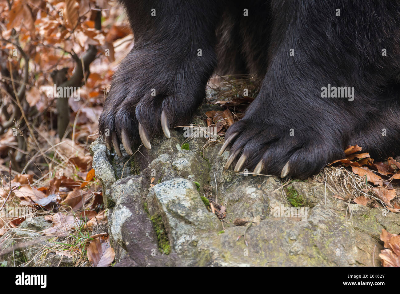 Braunbär (Ursus arctos), Klauen, Tiergehege, Nationalpark Bayerischer Wald, Bayern, Deutschland Stockfoto