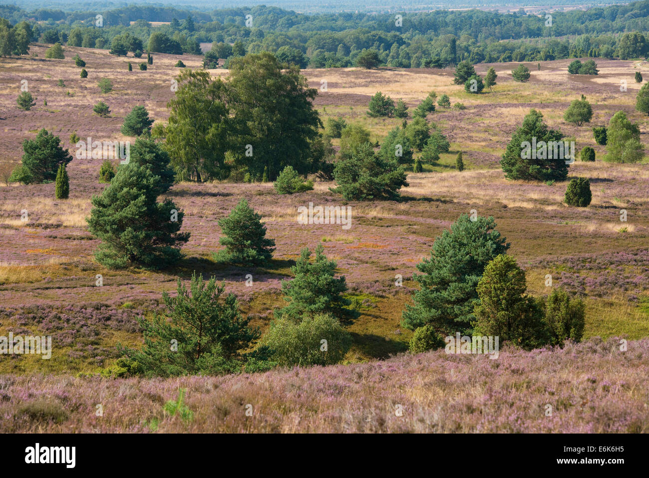 Blick auf die Heidelandschaft vom Wilseder Berg Hügel mit blühenden Heidekraut (Calluna Vulgaris), Wilsede Stockfoto