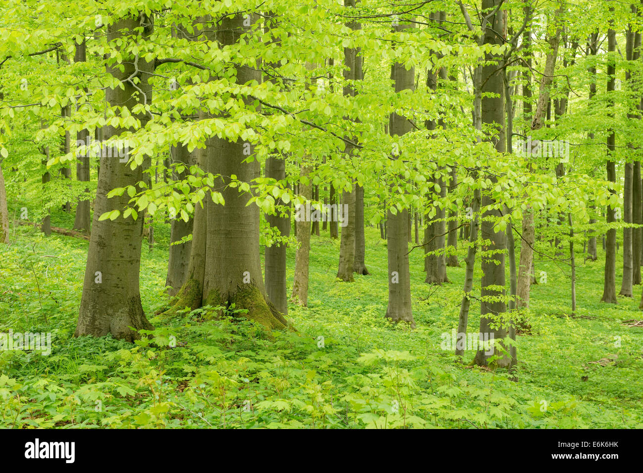 Europäische Buche oder Rotbuche Wald (Fagus Sylvatica), im Frühjahr, Nationalpark Hainich, in der Nähe von Eisenach, Thüringen, Deutschland Stockfoto