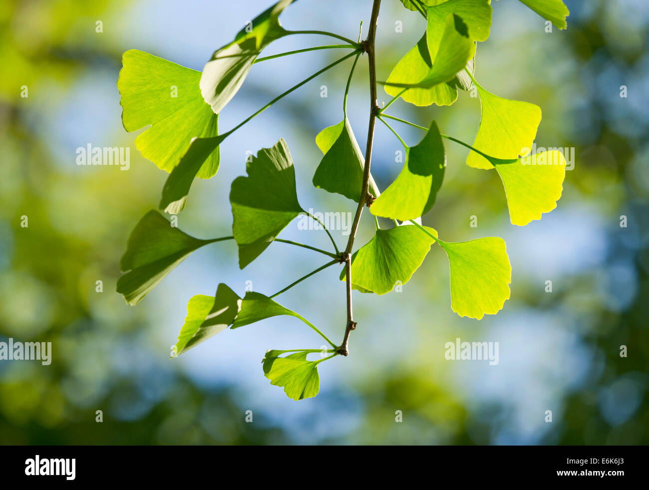 Ginkgo zweig Fotos und Bildmaterial in hoher Auflösung Alamy