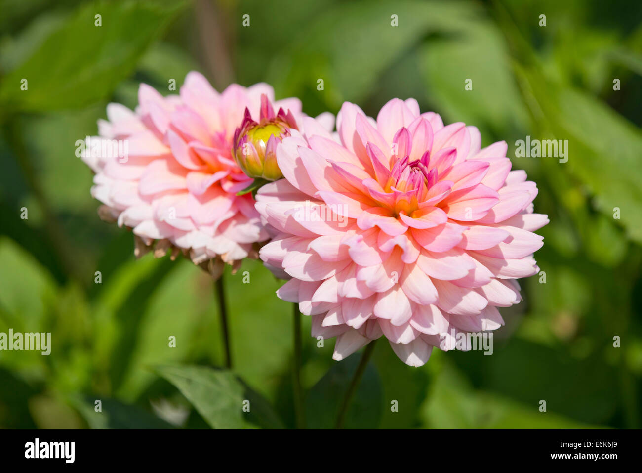 Dahlien (Dahlia) "Harzfee" Sorte, Blumen, Thüringen, Deutschland Stockfoto