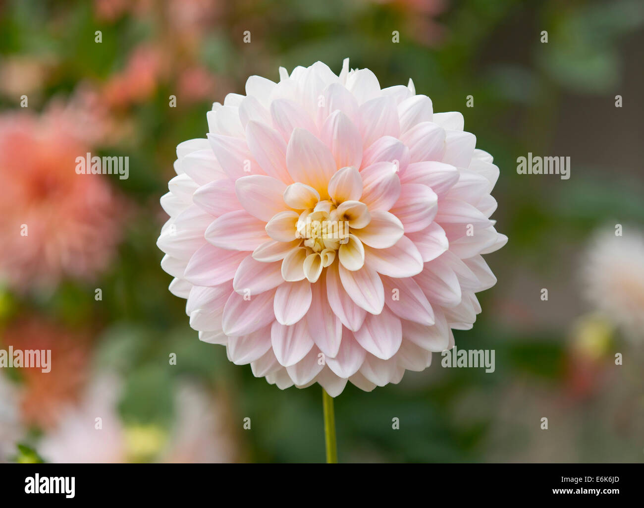 Dahlie (Dahlia) "Wörthersee Rose" Sorte, Blume, Thüringen, Deutschland Stockfoto