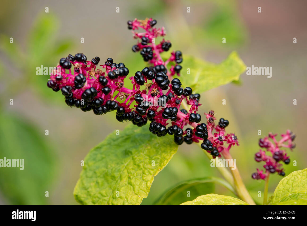 Roter Tinte Pflanze oder indischen Frankreich (Phytolacca Acinosa), Fruchtstand, Thüringen, Deutschland Stockfoto