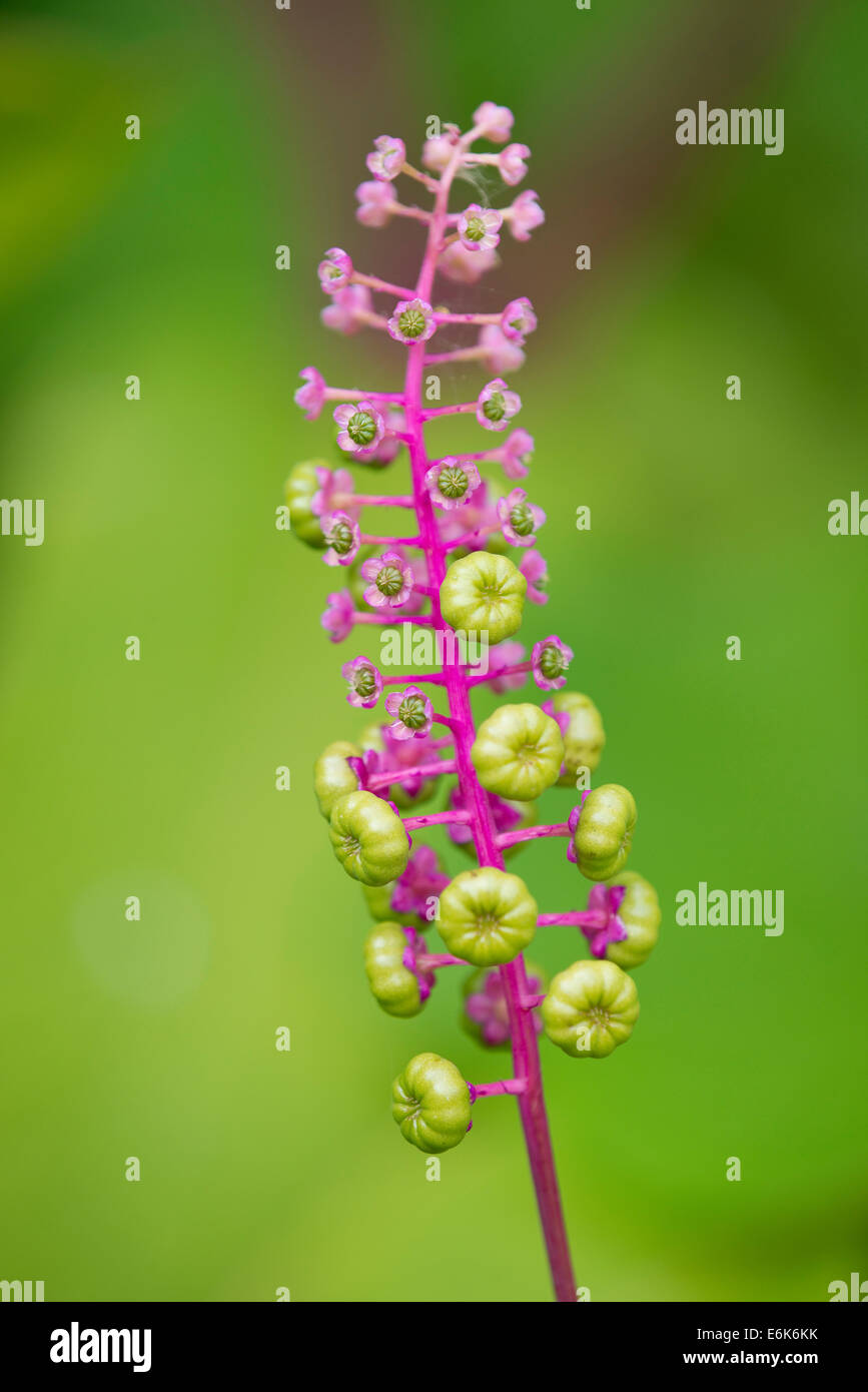 Amerikanische Frankreich (Phytolacca Americana), Blumen und Früchten, Thüringen, Deutschland Stockfoto