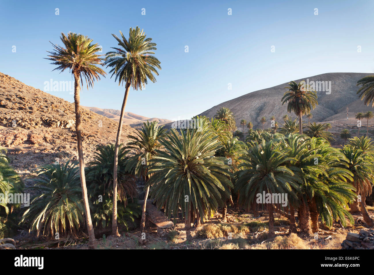 Palmen, Landschaft des Barranco De La Madre de Agua, in der Nähe von Ajuy Fuerteventura, Kanarische Inseln, Spanien Stockfoto