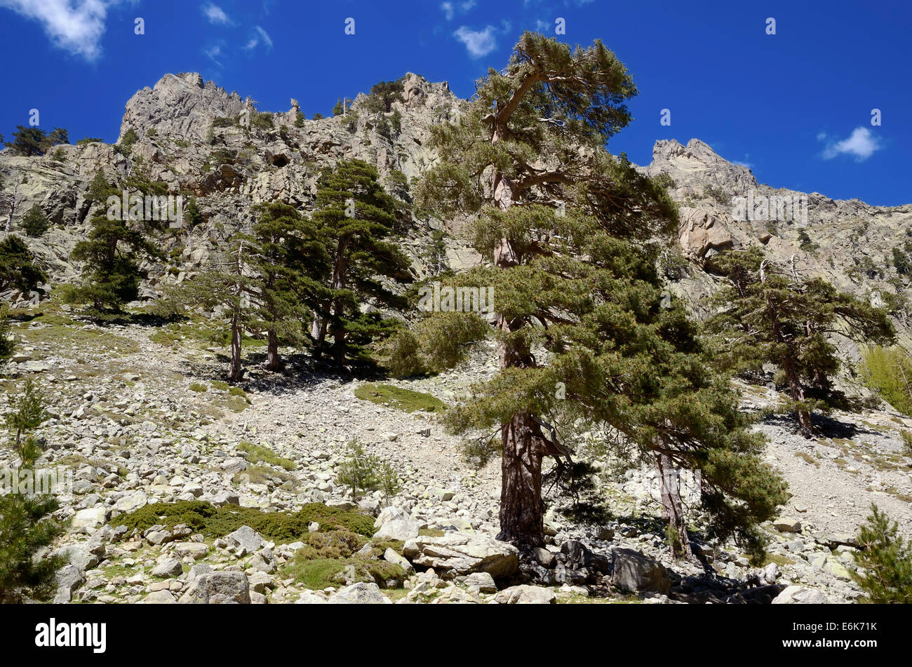 Pinus nigra subsp. Laricio (korsische Pinie) Restonica Valley, Gorges de la Restonica, Parc naturel régional de Corse Stockfoto