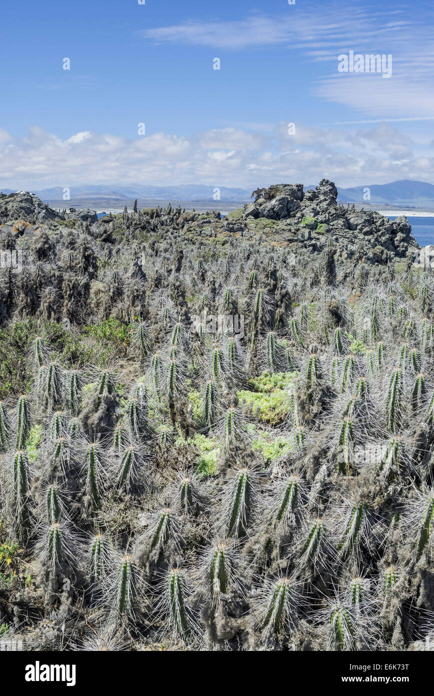 Kakteen, die Flechten auf damas Insel bedeckt, coquimbo Region, Chile Stockfoto