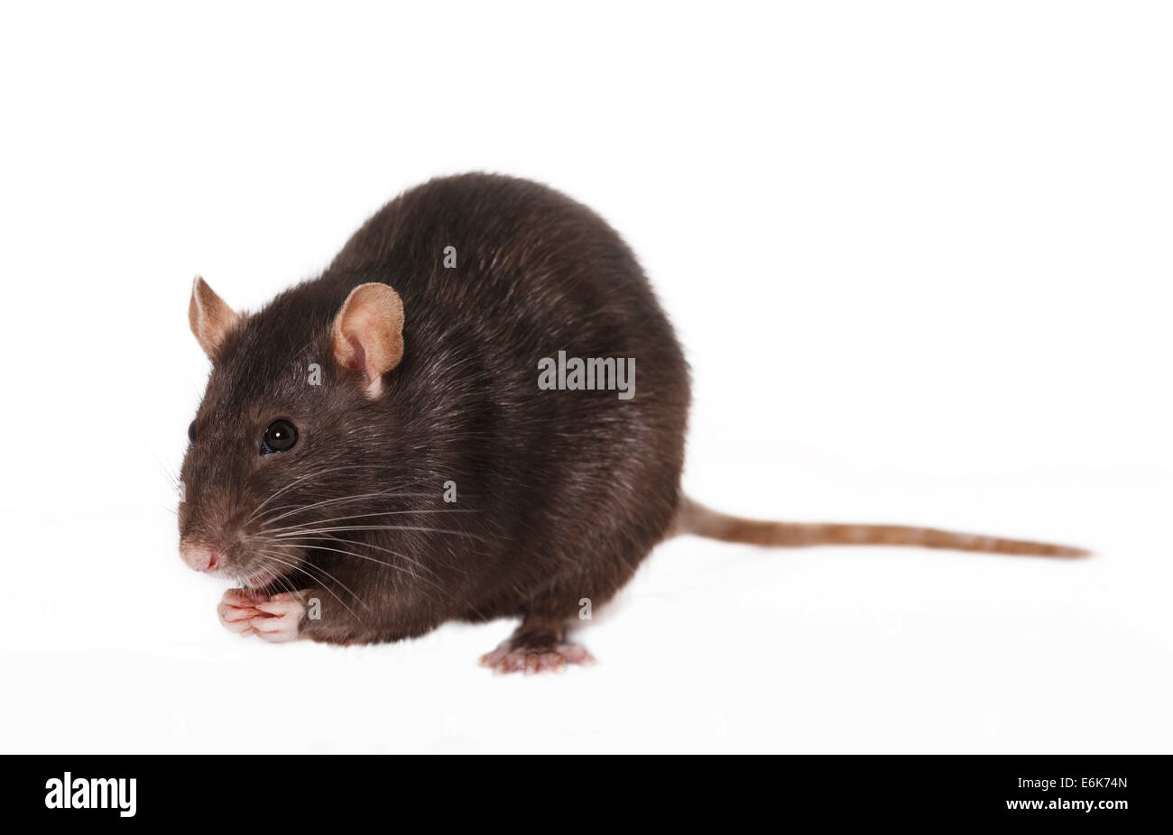 Braune Ratte (Rattus Norvegicus Forma Domestica) Stockfoto