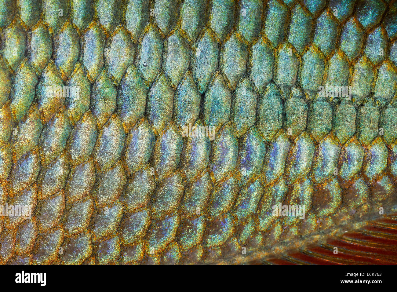 Skalen eines Juwel Regenbogenfisch oder gebändert Regenbogenfisch (Melanotaenia Trifasciata), ursprünglich aus Australien, Süßwasser-aquarium Stockfoto