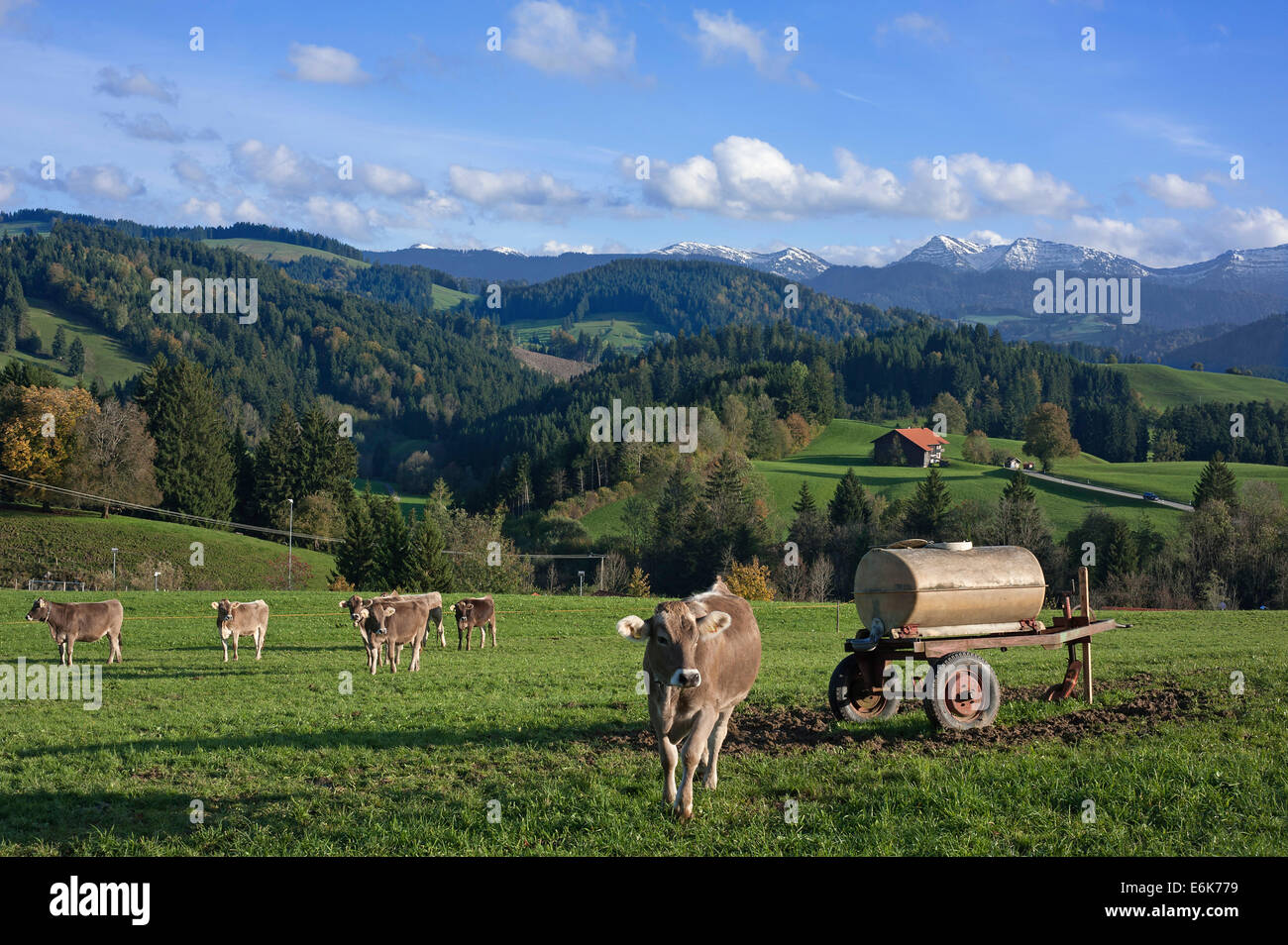 Brownvieh, braune Rinder auf einer Weide mit Wasser wagen, Allgäuer Alpen auf der Rückseite, Stiefenhofen, Allgäu, Bayern, Deutschland Stockfoto